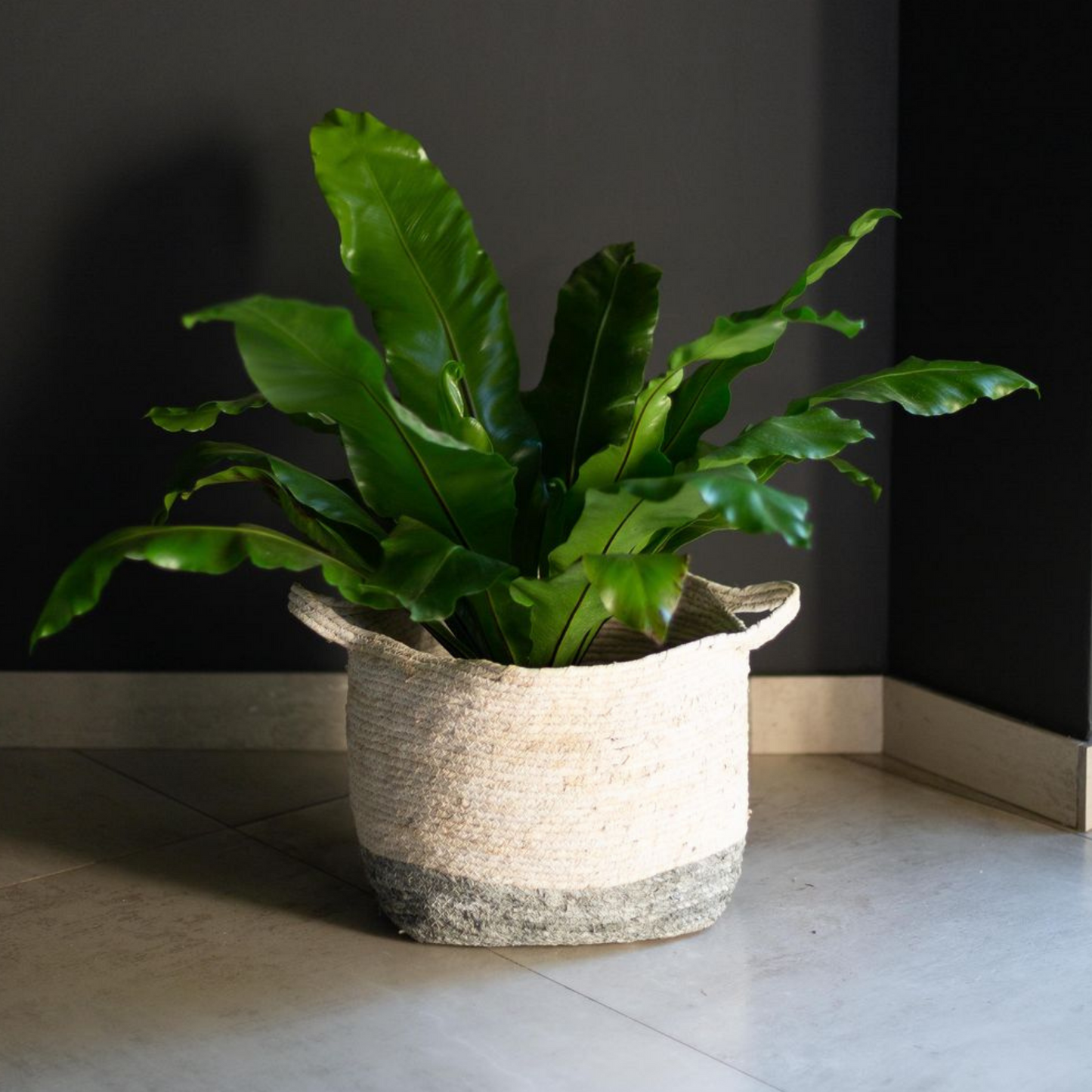 Painted White Basket with Grey Bottom