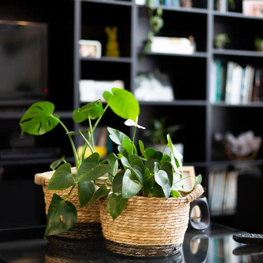 Make Room for Luxury and Love Your Home Basketly