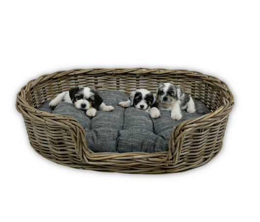 Rattan_Rattan_oval_Bet_ped_puppies